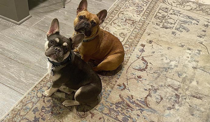 A couple of dogs sitting on a rug