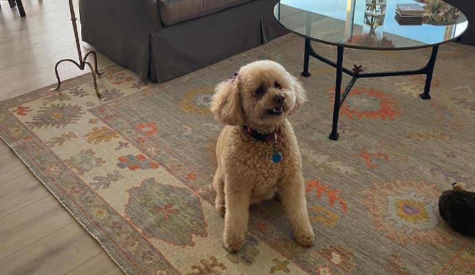 pet dog sitting on rug