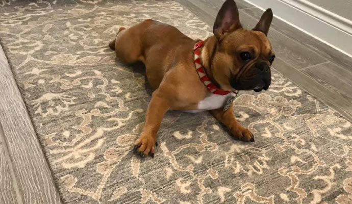 Puppy is lying down on the rug