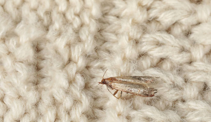 Close-up view of a moth on a rug.