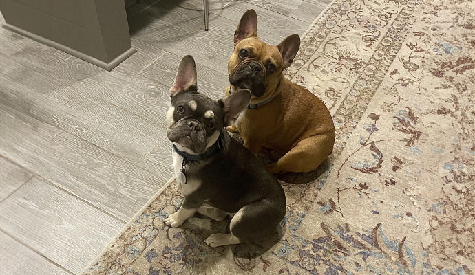 Pets sitting on a rug.