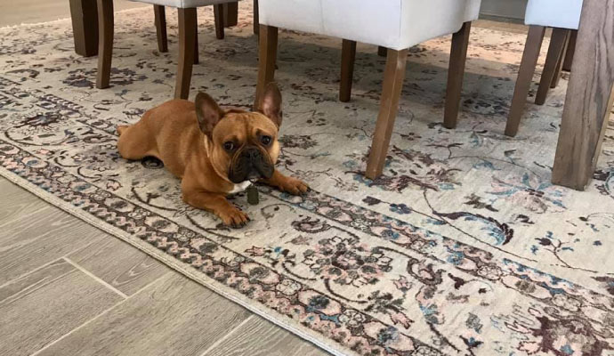 Puppy is lying down on the rug